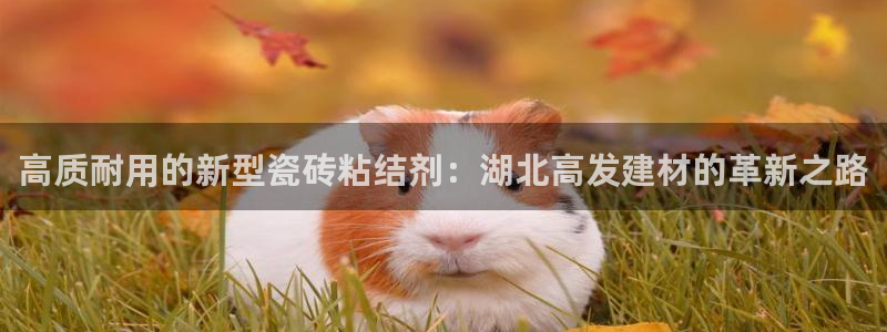 杏鑫平台代理怎么做的